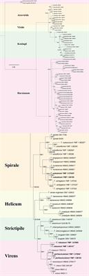 Diversity of Trichoderma species associated with the black rot disease of Gastrodia elata, including four new species